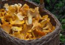 Польза грибов. 6 причин добавить в рацион грибы