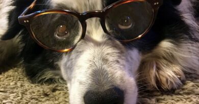 smart dog