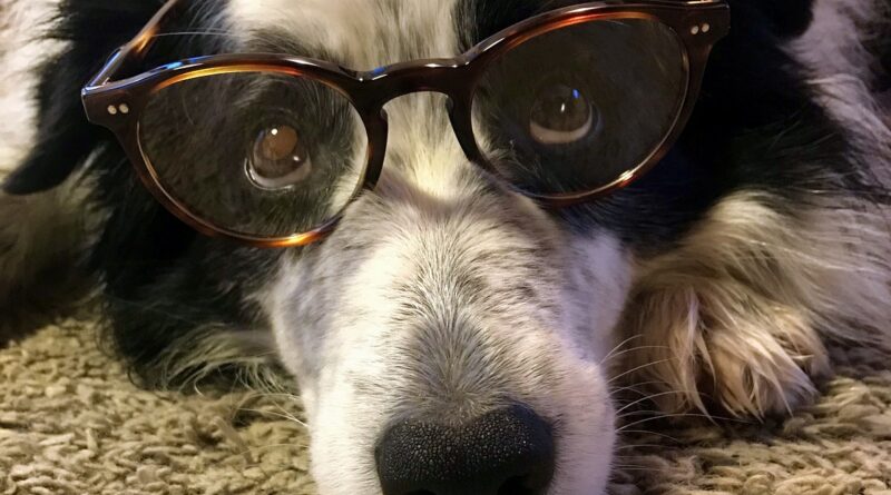 smart dog